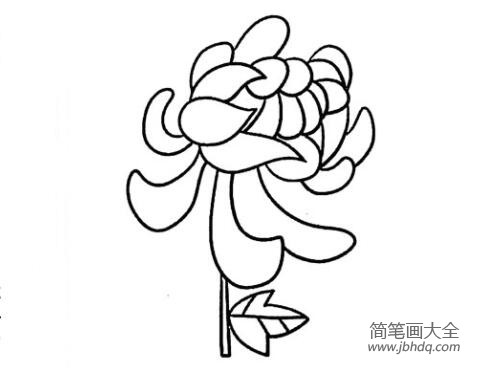 漂亮菊花简笔画图片步骤