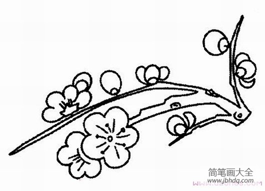 手绘梅花简笔画卡通图片大全素描铅笔-www.jbhdq.com