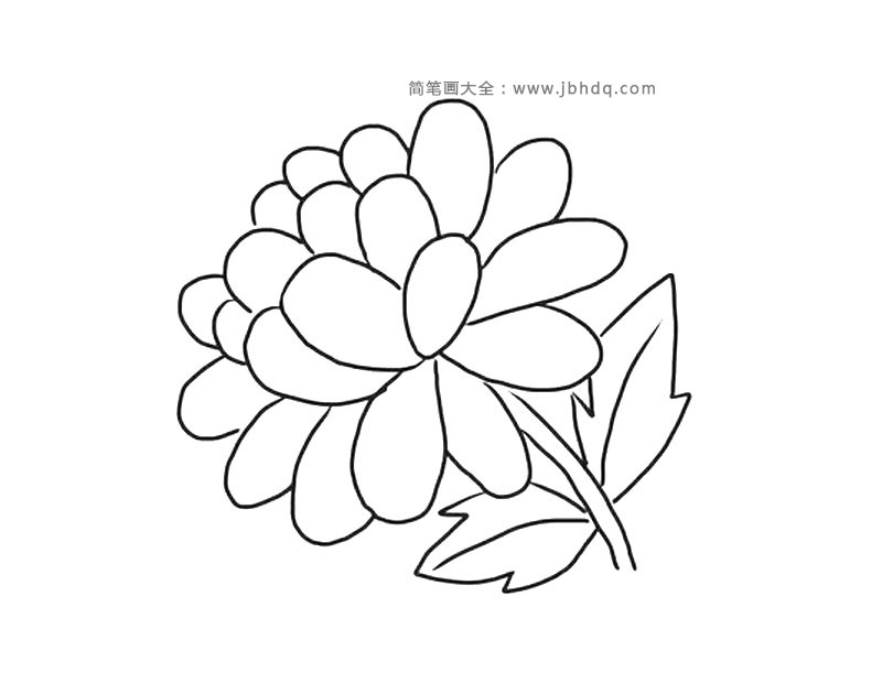 金盏菊的简笔画图片