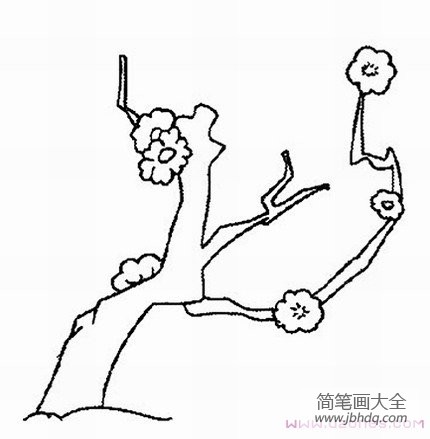 手绘梅花简笔画卡通图片大全素描铅笔-www.jbhdq.com