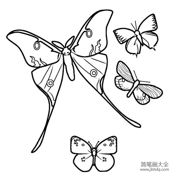 美丽蝴蝶简笔画图片