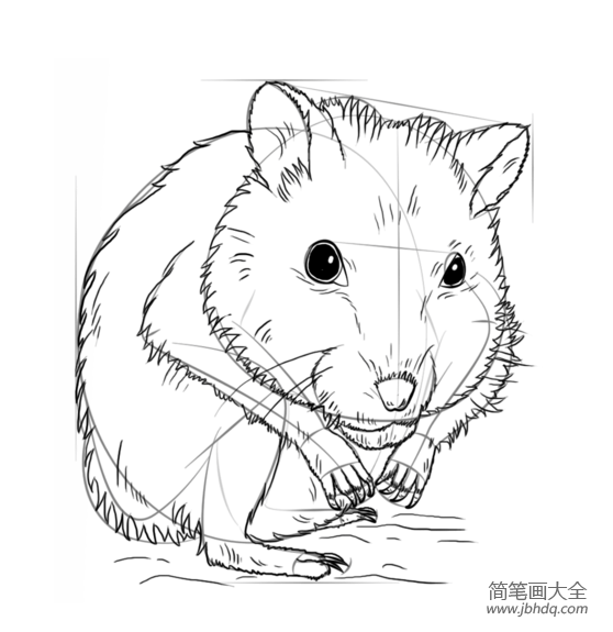 如何画仓鼠简笔画