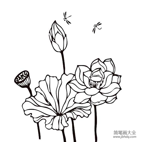 关于荷花荷叶蜻蜓简笔画