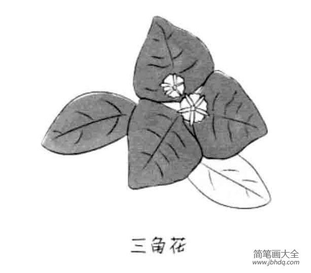 儿童花朵简笔画三角花