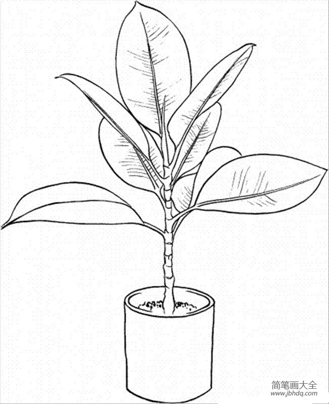 花简笔画图片大全 无花果简笔画图片