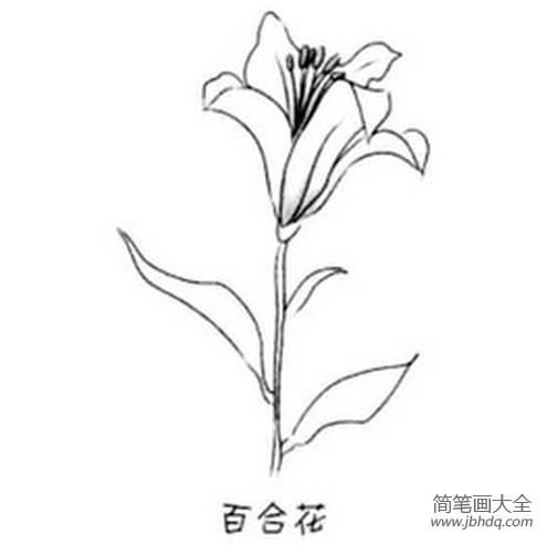 百合花简笔画素材 百合花简笔画大全