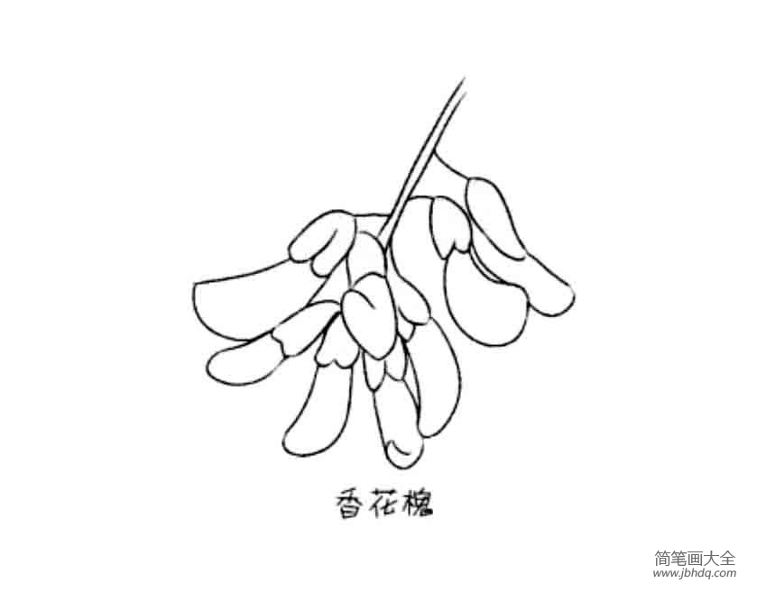 花朵简笔画大全 香花槐