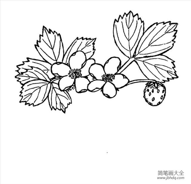 花简笔画图片大全 草莓花简笔画图片