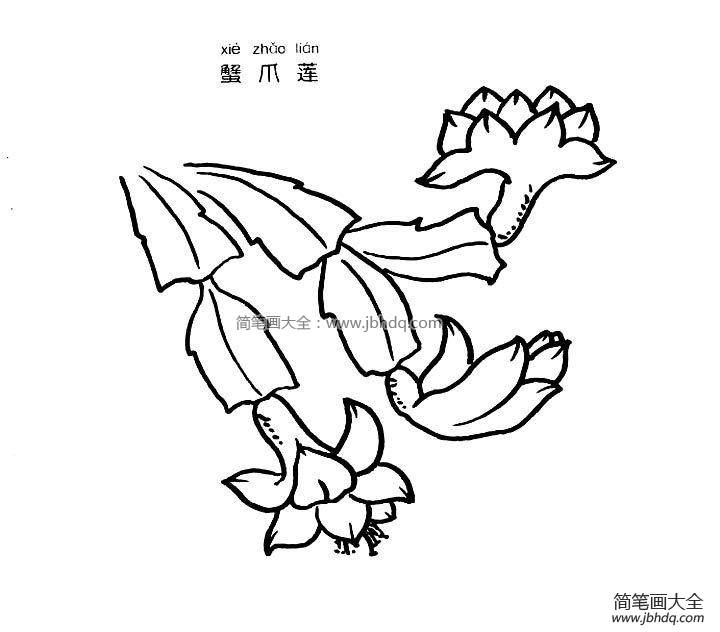 蟹爪莲简笔画
