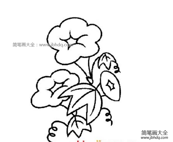 美丽的牵牛花