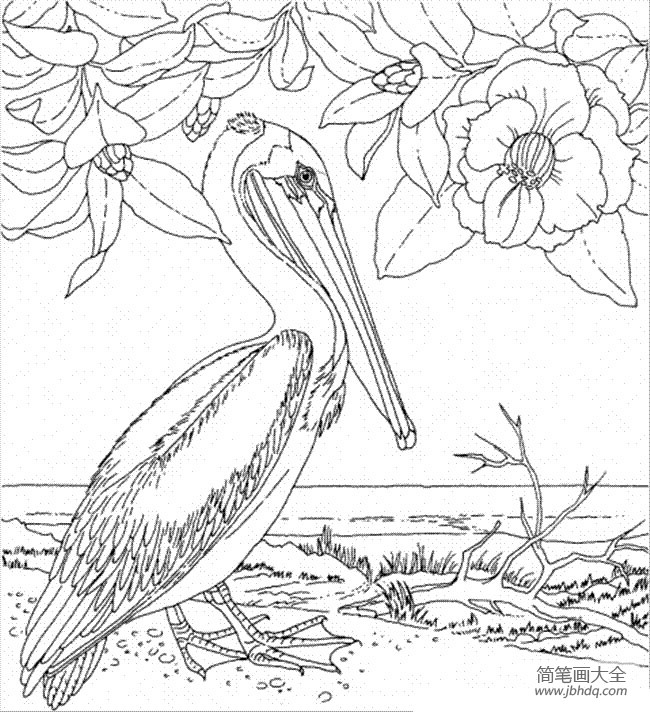 花朵简笔画 木兰和鹈鹕简笔画图片