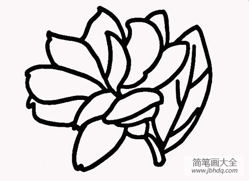 茉莉花简笔画画法