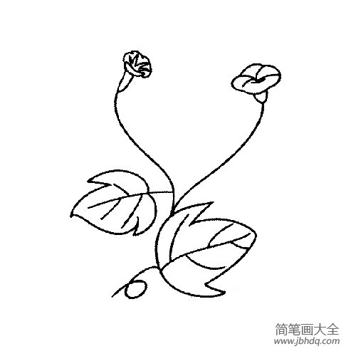 花朵简笔画 牵牛花简笔画图片大全