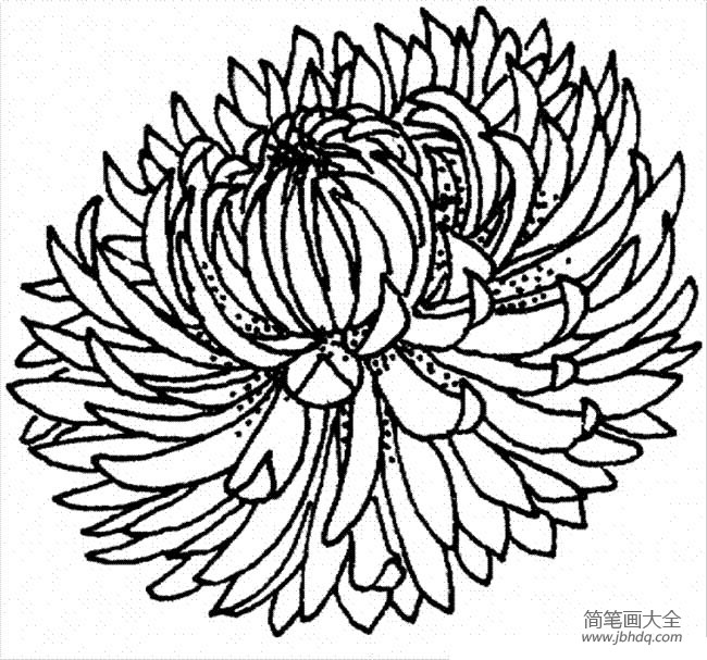 花朵图片 菊花的简笔画画法