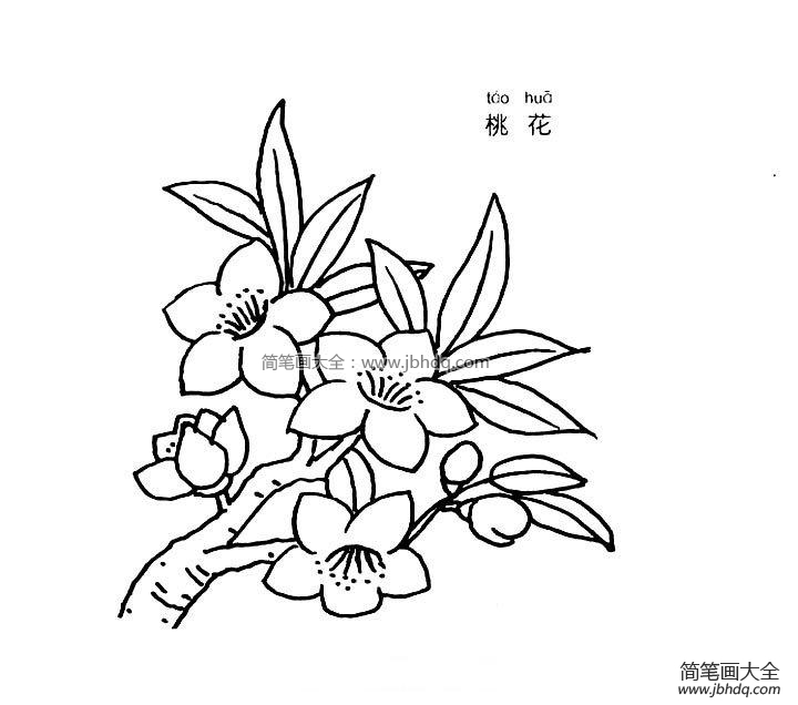 桃花简笔画图片