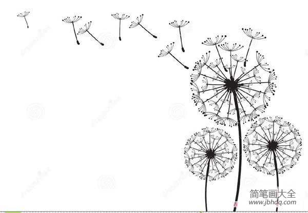 花简笔画图片大全 蒲公英简笔画图片