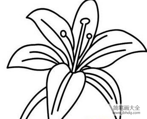 手绘百合花简笔画 画百合花的简笔画