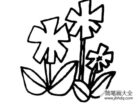 紫茉莉简笔画 