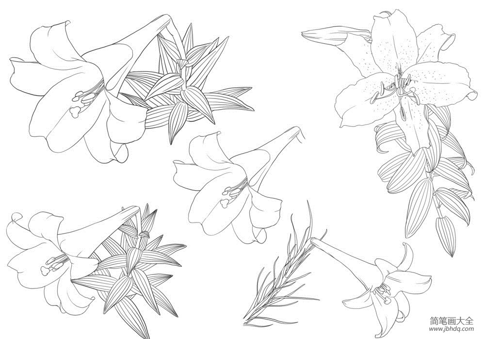 花朵简笔画 清纯百合花简笔画图片