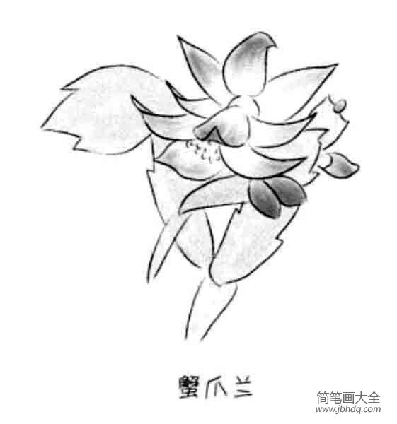 儿童花朵简笔画蟹抓兰