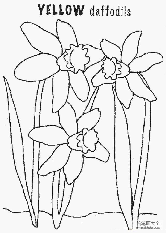 花朵简笔画大全 黄水仙简笔画