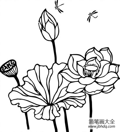 花 夏花简笔画