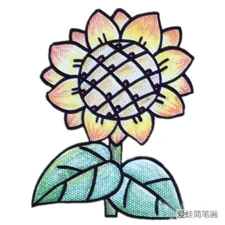 向日葵简笔画彩色图片