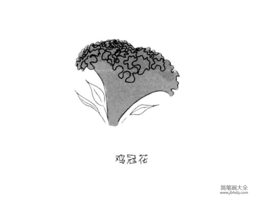 花朵简笔画大全 鸡冠花