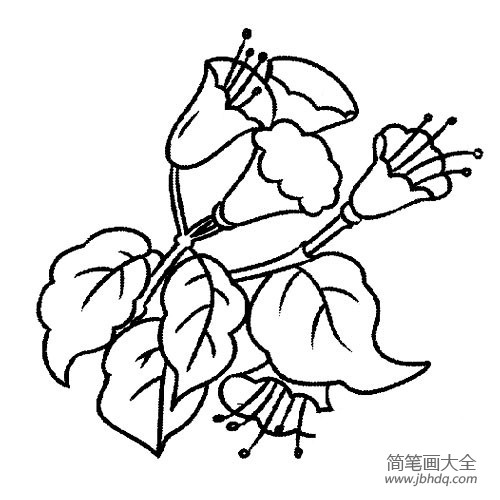 花朵简笔画 牵牛花简笔画图片大全