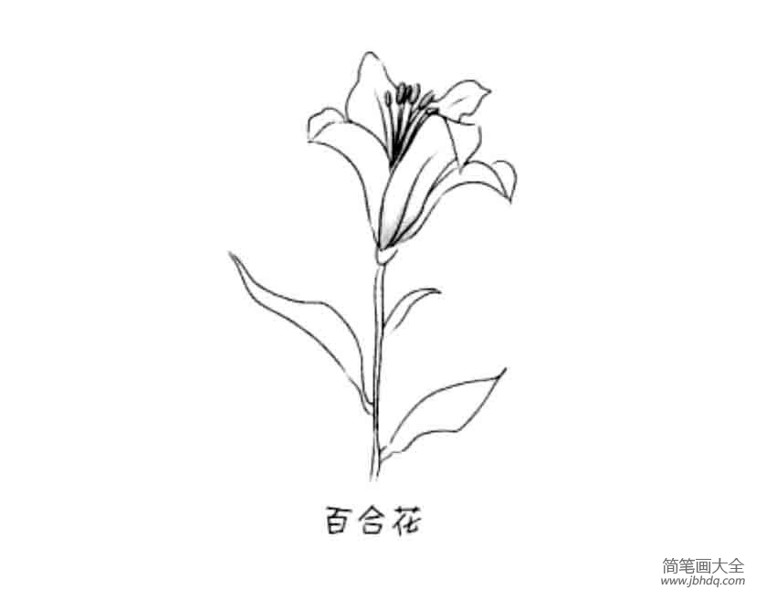 花朵简笔画大全 百合花