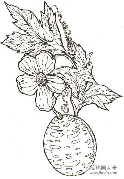 花朵简笔画大全 野生黄瓜花简笔画