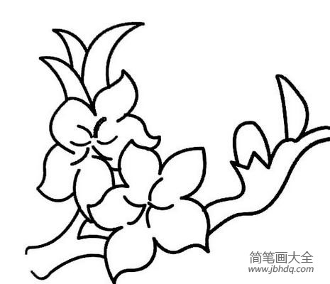 简笔画画花图片 画花的简笔画