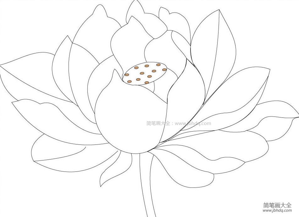 荷花简笔画图片
