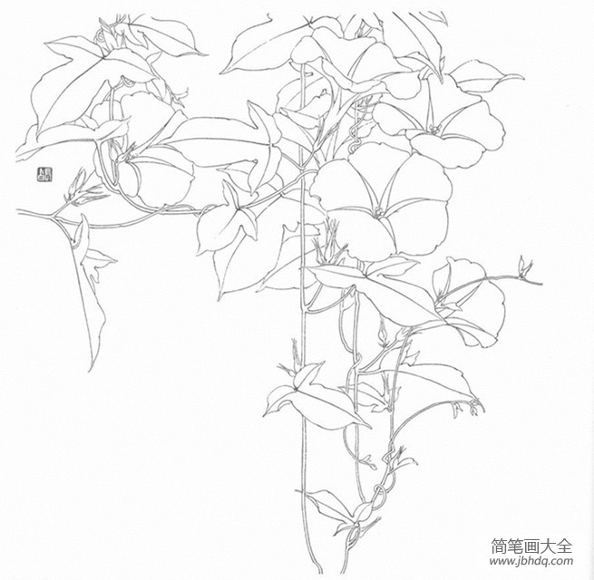 花朵简笔画 有关牵牛花简笔画图片