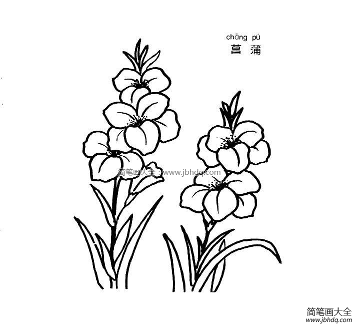 菖蒲简笔画图片