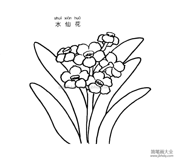 水仙花简笔画