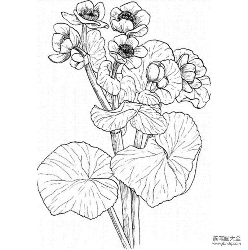 花朵简笔画图片 金盏花简笔画