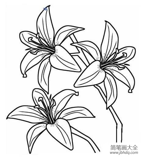 花朵简笔画 清纯百合花简笔画图片