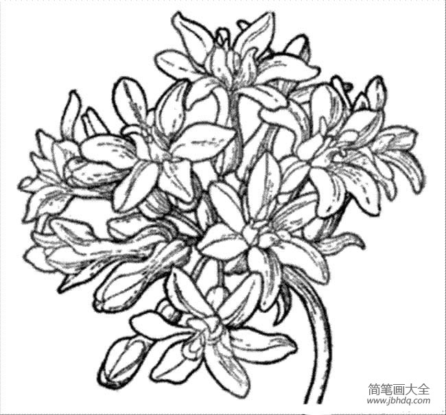 花朵图片 漂亮的绣球花简笔画图片
