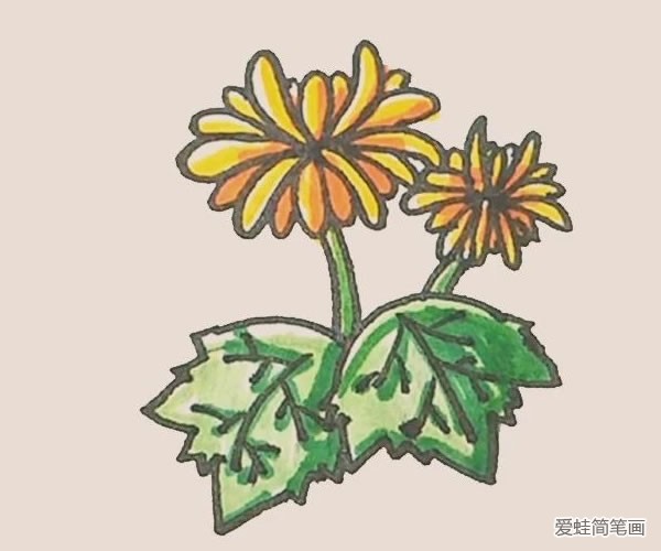 菊花简笔画