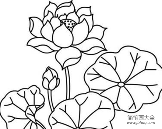 荷花简笔画图片大全 荷花手绘简笔画图片
