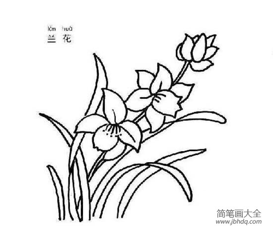 花简笔画图片大全 兰花简笔画