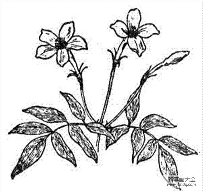 花朵简笔画图片 茉莉花简笔画