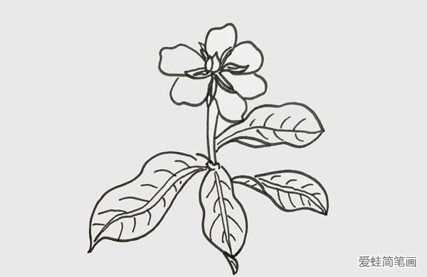 栀子花简笔画
