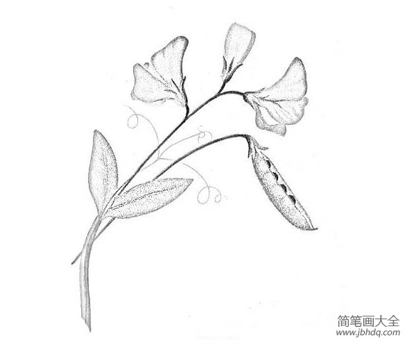 花朵简笔画大全 豌豆花简笔画