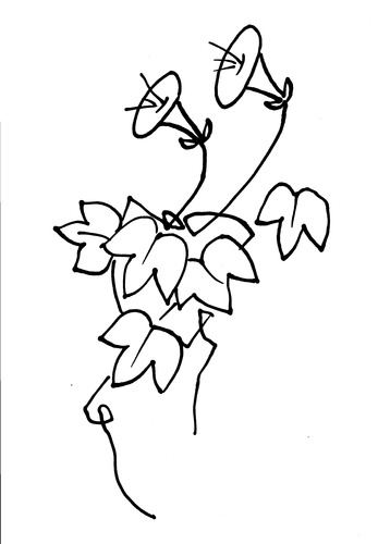 牵牛花简笔画法介绍