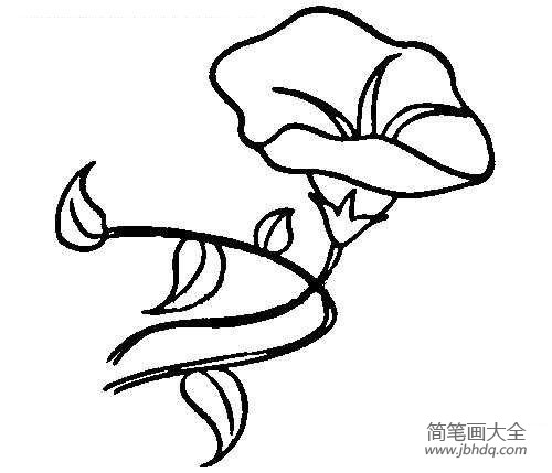 花朵简笔画 美丽牵牛花简笔画图片