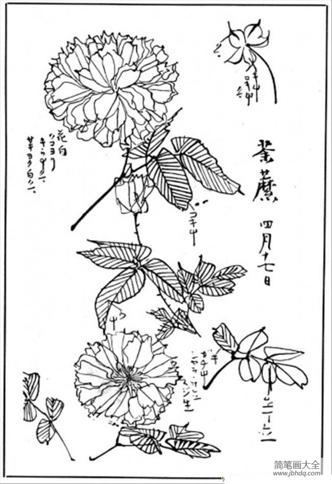 花朵图片 菊花的简笔画画法