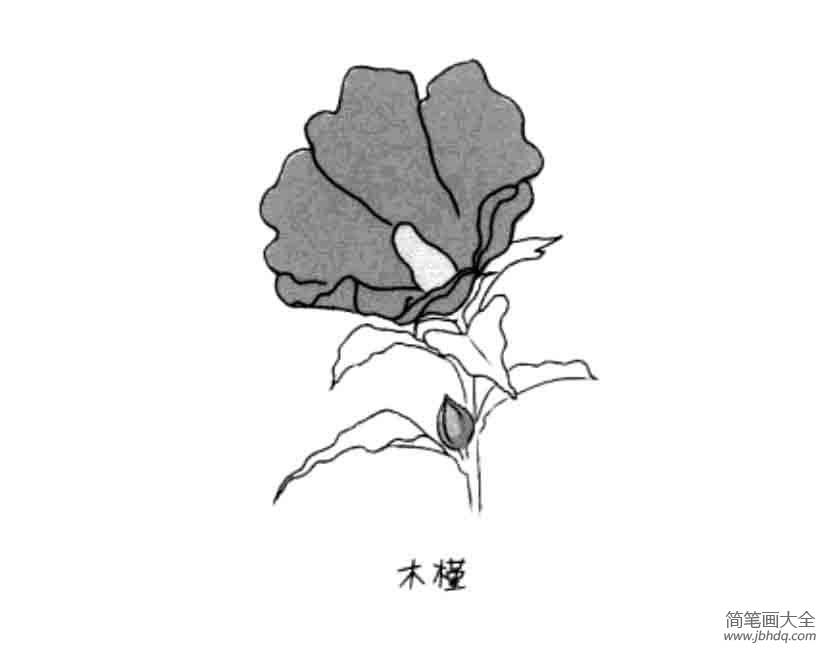 花朵简笔画大全 木槿