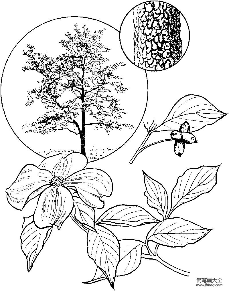 四照花树的花